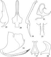 Image of Pediopsoides (Pediopsoides) tishetshkini Li, Dai & Li