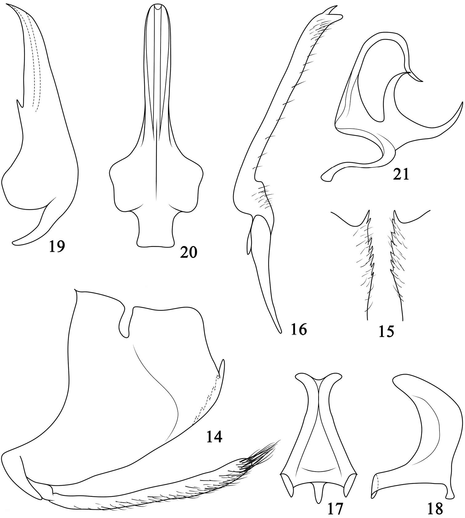 Image of Pediopsoides (Pediopsoides) tishetshkini Li, Dai & Li