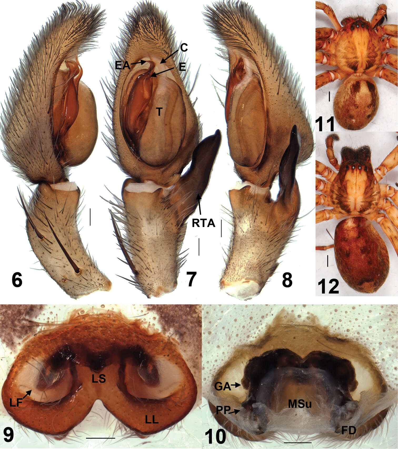 Sinopoda resmi