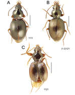 Image of Mecyclothorax laevilateralis Perrault 1989