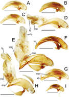 Image of Mecyclothorax laevilateralis Perrault 1989