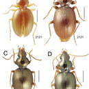 Image of Mecyclothorax globulosus Perrault 1978