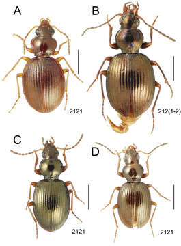 Image of Mecyclothorax globulosus Perrault 1978