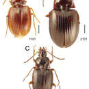 Mecyclothorax brevipennis Perrault 1984的圖片