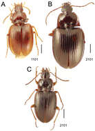 Image of Mecyclothorax brevipennis Perrault 1984