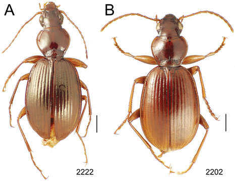 Image of Mecyclothorax fosbergioides Perrault 1988