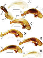 Image of Mecyclothorax aano Liebherr 2013