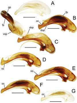 Image of Mecyclothorax aano Liebherr 2013