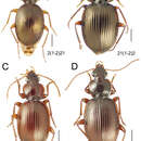 Image de Mecyclothorax hamatus Perrault 1987