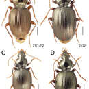 Image de Mecyclothorax paraltiusculus Perrault 1988