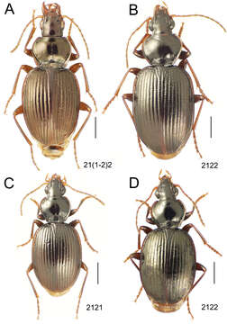 Image of Mecyclothorax pseudaltiusculus Perrault 1988