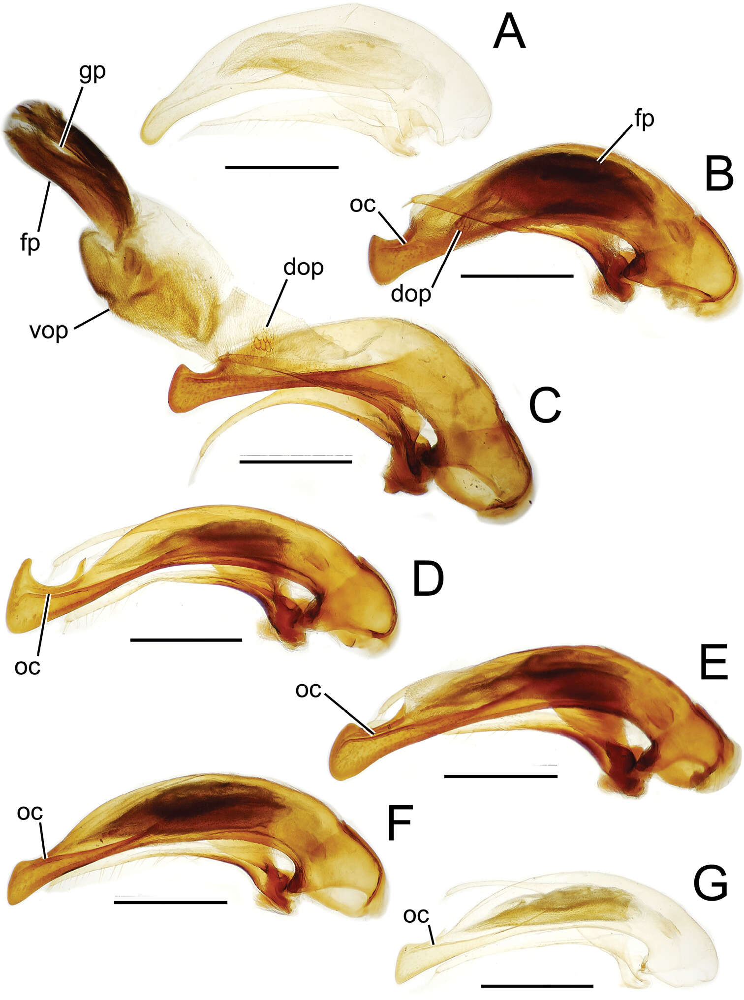 Image of Mecyclothorax pseudaltiusculus Perrault 1988