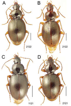 Image of Mecyclothorax ovalipennis Perrault 1988