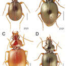 Image of Mecyclothorax bryobius (Britton 1938)