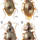 Image de Mecyclothorax ballioides Perrault 1978