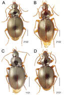 Image de Mecyclothorax ballioides Perrault 1978