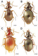 Image de Mecyclothorax ballioides Perrault 1978