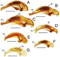 Image de Mecyclothorax ballioides Perrault 1978