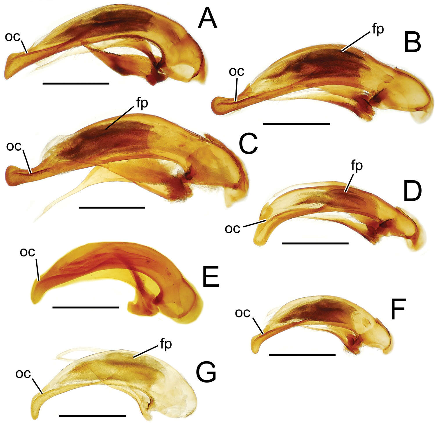 Image de Mecyclothorax ferruginosus Perrault 1987