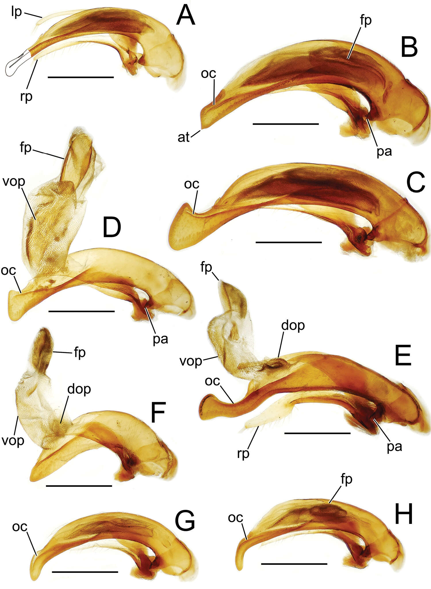 Image of Mecyclothorax ferruginosus Perrault 1987