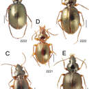 Image of Mecyclothorax manina Liebherr 2013