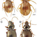 Mecyclothorax tahitiensis Perrault 1978的圖片