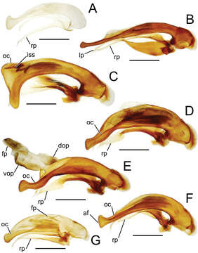 Image of Mecyclothorax fairmairei Perrault 1986