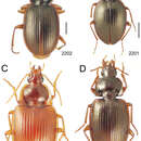 Image de Mecyclothorax muriauxi Perrault 1978