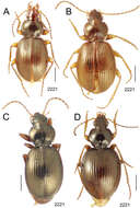 Image of Mecyclothorax aorai Perrault 1978