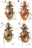 Image of Mecyclothorax aorai Perrault 1978