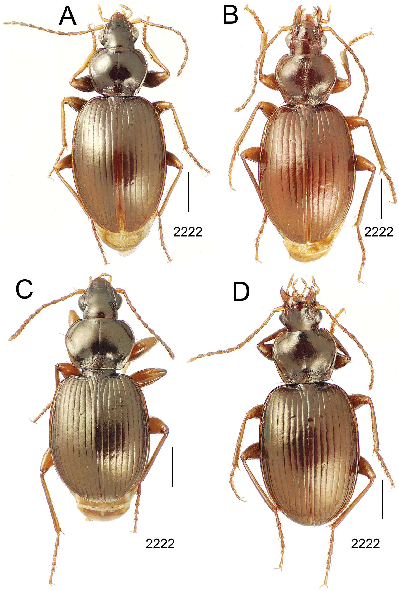 Image of Mecyclothorax aorai Perrault 1978