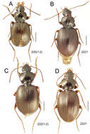 Image de Mecyclothorax marau Perrault 1978