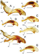 Image of Mecyclothorax dannieae Perrault 1978