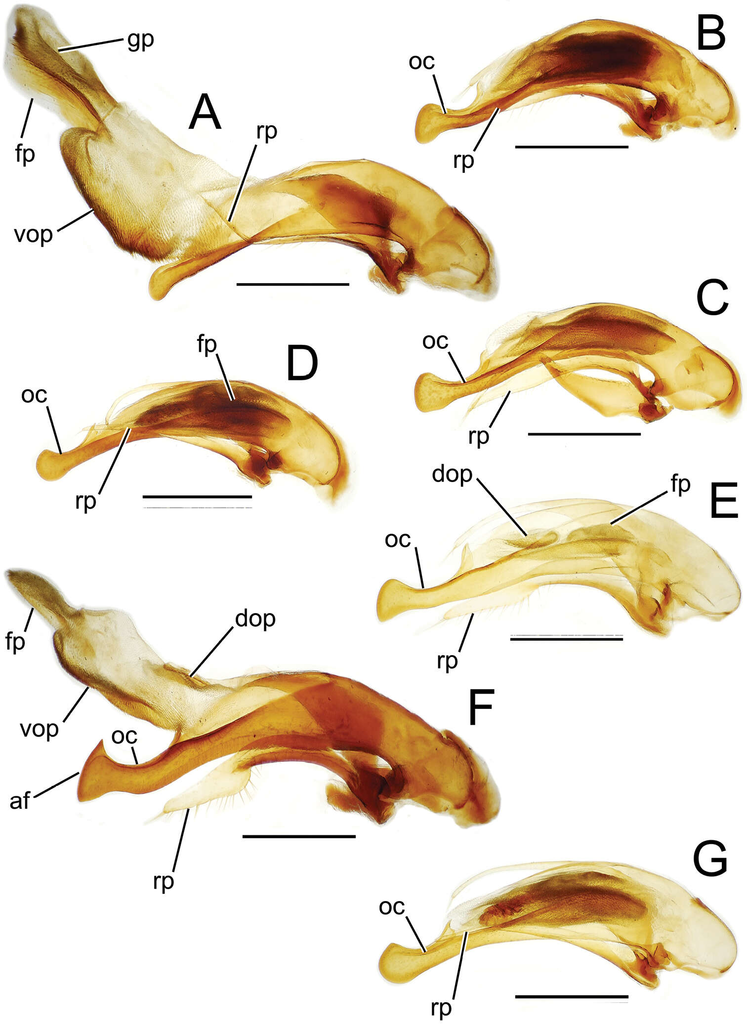 Image of Mecyclothorax dannieae Perrault 1978