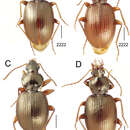 Image de Mecyclothorax villiersi Perrault 1986