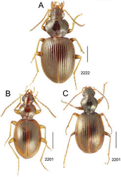 Image de Mecyclothorax pomarei Perrault 1986