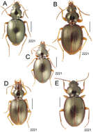 Image de Mecyclothorax marginatus Perrault 1978