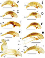 Image de Mecyclothorax marginatus Perrault 1978