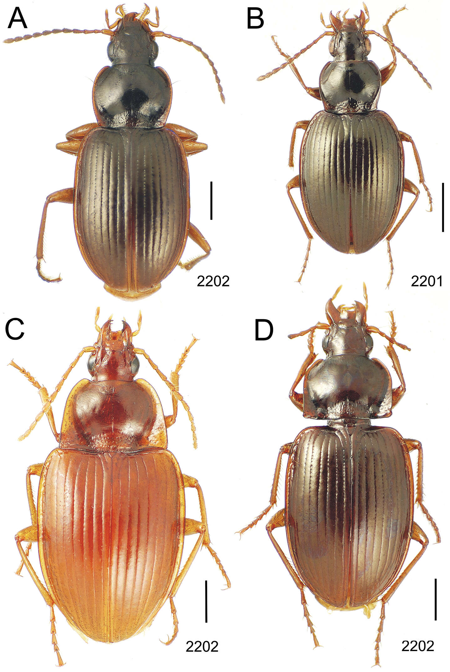 Image de Mecyclothorax marginatus Perrault 1978