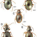 Image of Mecyclothorax castaneus Perrault 1986