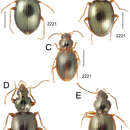 Image of Mecyclothorax paahonu Liebherr 2013