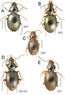 Image of Mecyclothorax paahonu Liebherr 2013