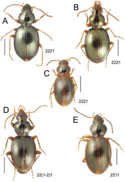 Image of Mecyclothorax paahonu Liebherr 2013