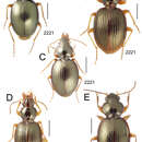 Image of Mecyclothorax ata Perrault 1978