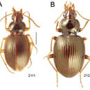 Image of Mecyclothorax zimmermani Perrault 1978