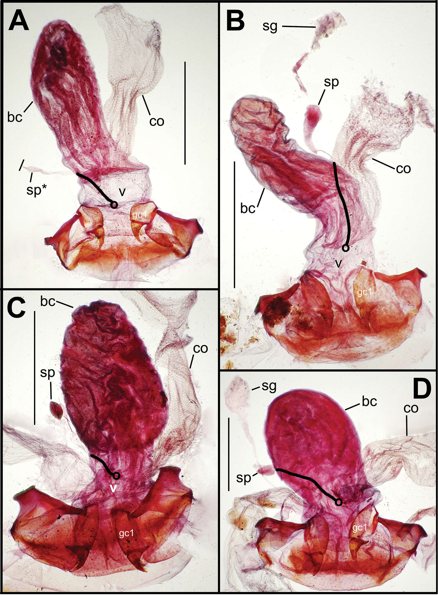 Image of Mecyclothorax taatitore Liebherr 2013