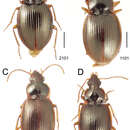 Image of Mecyclothorax gerardi Perrault 1978