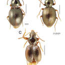 Image of Mecyclothorax profondestriatus Perrault 1989