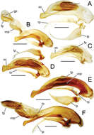 Image of Mecyclothorax jeanyvesi Liebherr 2013