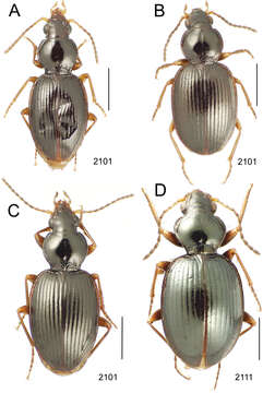 Image of Mecyclothorax maninapopoti Liebherr 2013